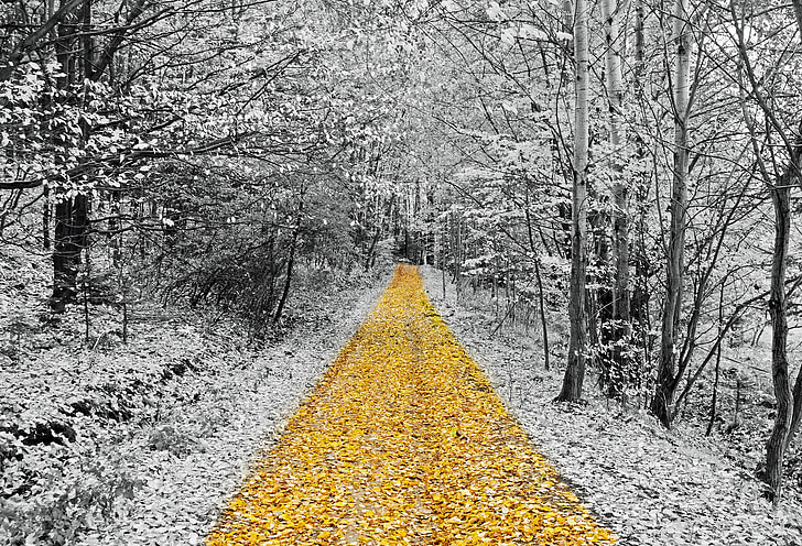 selective color photography of leaves and trees