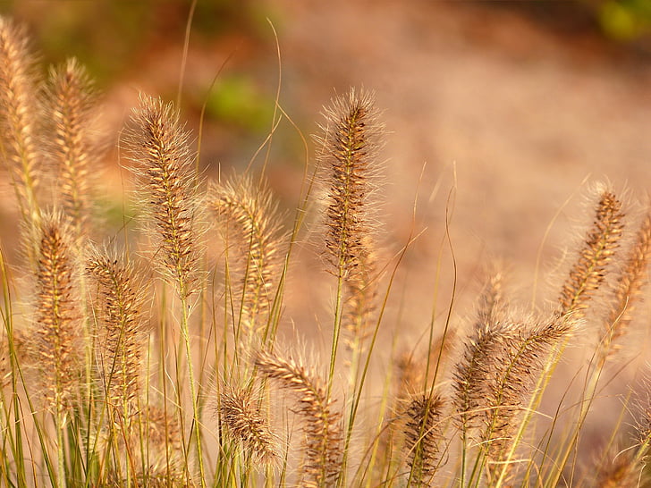 close up photography of brown grass