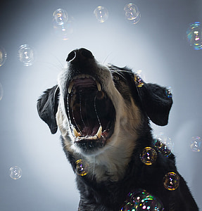 black and gray dog barking with bubbles