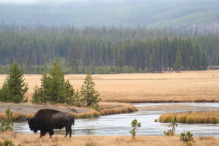 black RAM standing on brown grass near river