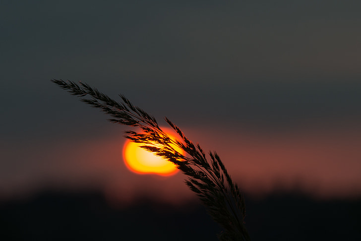 silhouette of wheat plant during golden hour