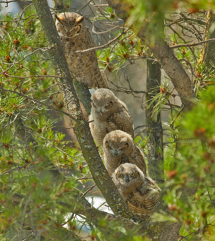 four brown owls on tree trunk