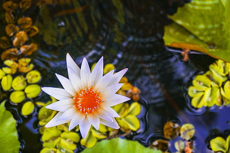 closeup photo of white water lily flower