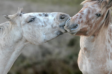 two horse kissing