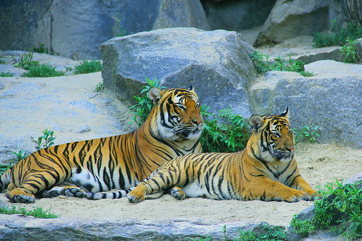 two Bengal tigers behind gray rocks