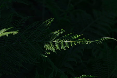 silhouette photography of sun ray-shaded fern plant