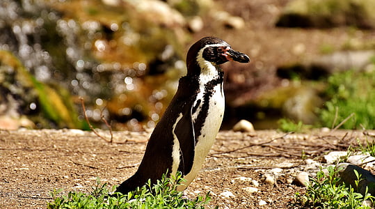 black and white penguin beside green grass