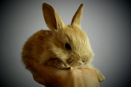 closeup photo of brown bunny on top of person hand