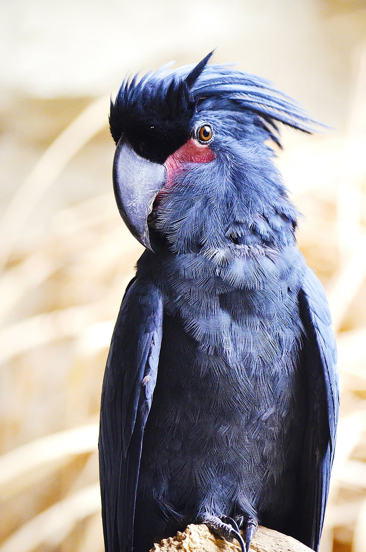 focus photo of palm cockatoo