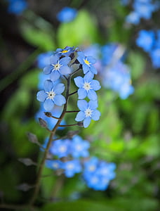 selective focus photography of blue petaled flowers at daytime