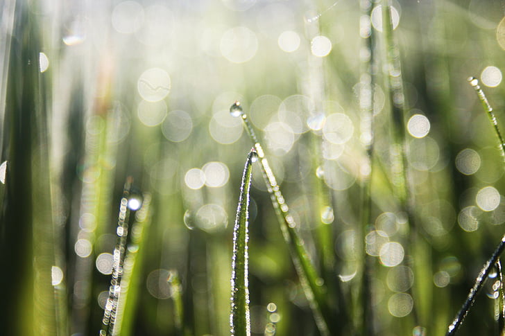 Royalty-Free photo: Selective focus and bokeh photography of green ...