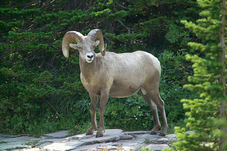 mountain goat surrounded by green leaf trees