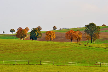 brown and green trees on grass field