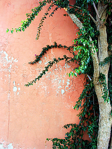 green leafed tree near orange wall
