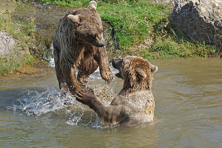two brown bears on body of water