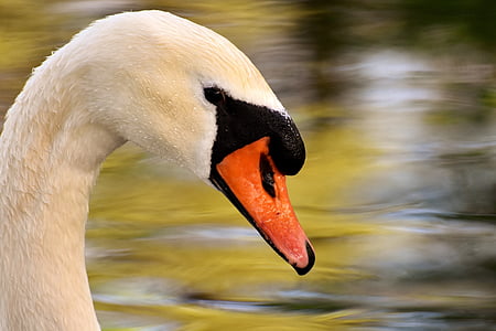 shallow focus photography of white and orange goose
