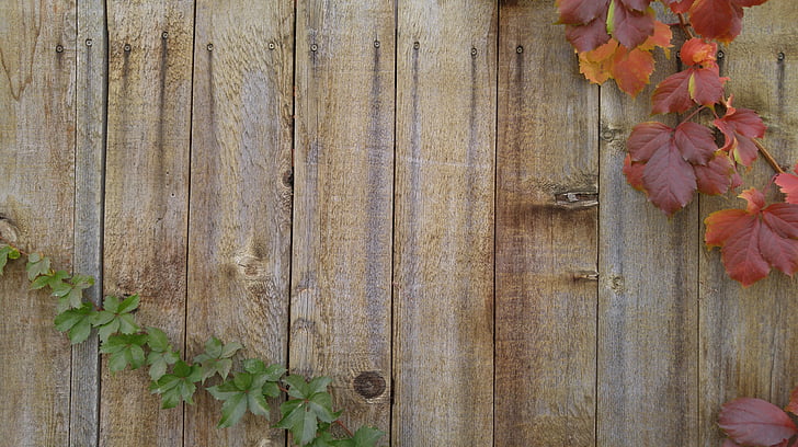 brown wooden wall and red leaf plant