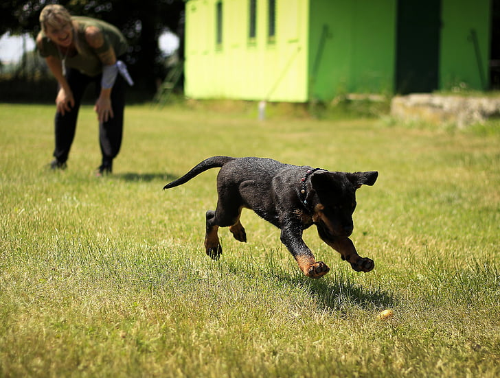 short-coated black and tan dog running at green graass
