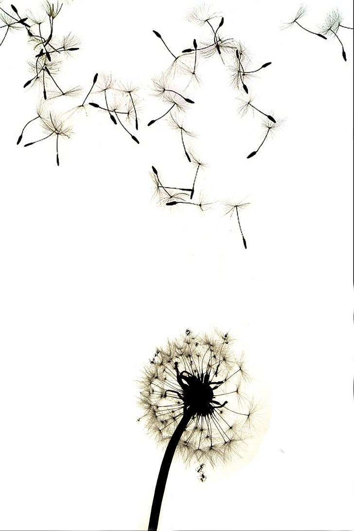 dandelion blowing drawing tumblr
