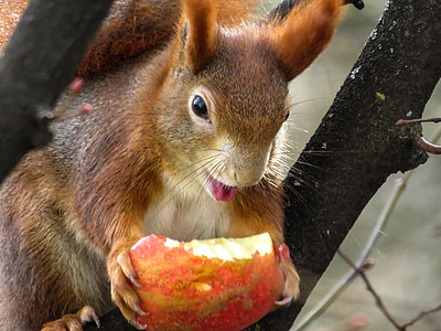 brown squirrel eating red fruit