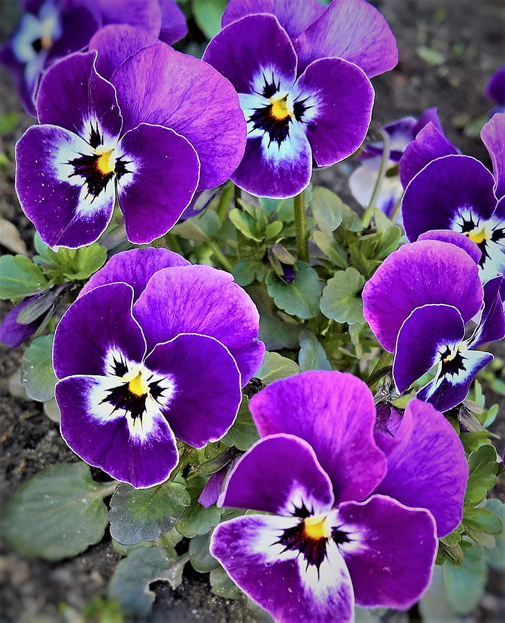 Royalty-Free photo: Macro photography of purple pancy flowers | PickPik