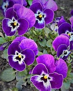 macro photography of purple pancy flowers