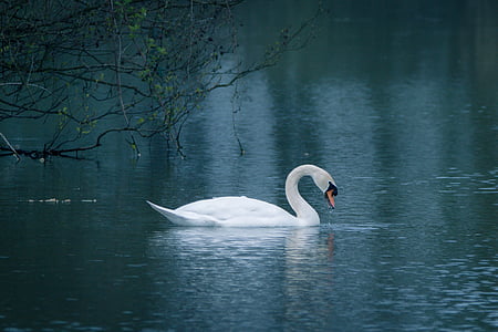 white swan in the body of water during daytime