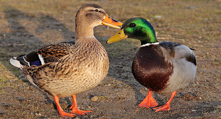 male and female mallard ducks standing on ground