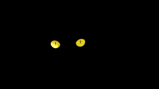 black cat, eyes, cat's eyes, night, yellow
