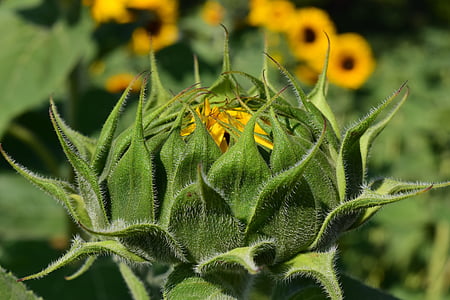 yellow and green sunflower bud in close up photography