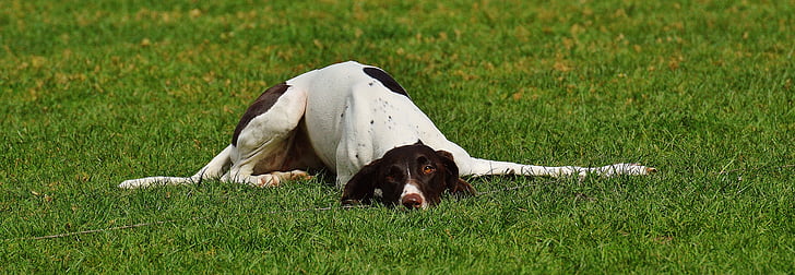 short-coated white and liver dog prone lying on grass field at daytime