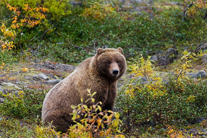 bear sitting down with leaves
