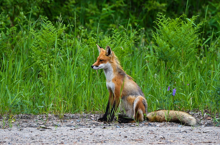 photo of brown fox