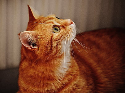 shallow focus photography of orange tabby cat