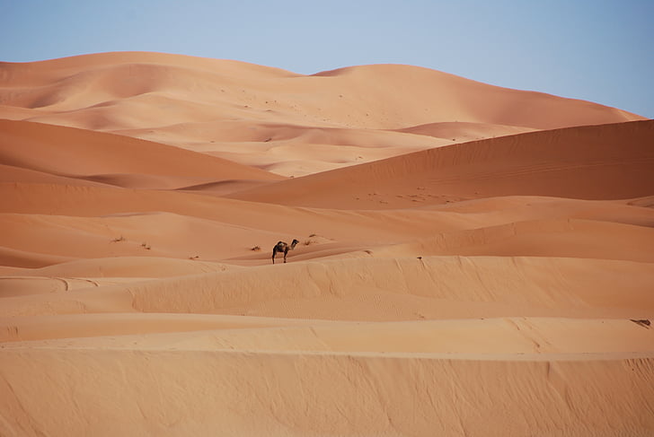 camel alone on desert