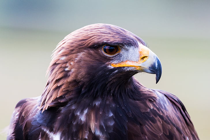 Royalty-Free photo: Close up photography of brown eagle | PickPik