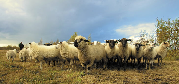 herd of white sheep under b lue sky