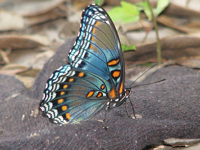 brown, blue, and black butterfly