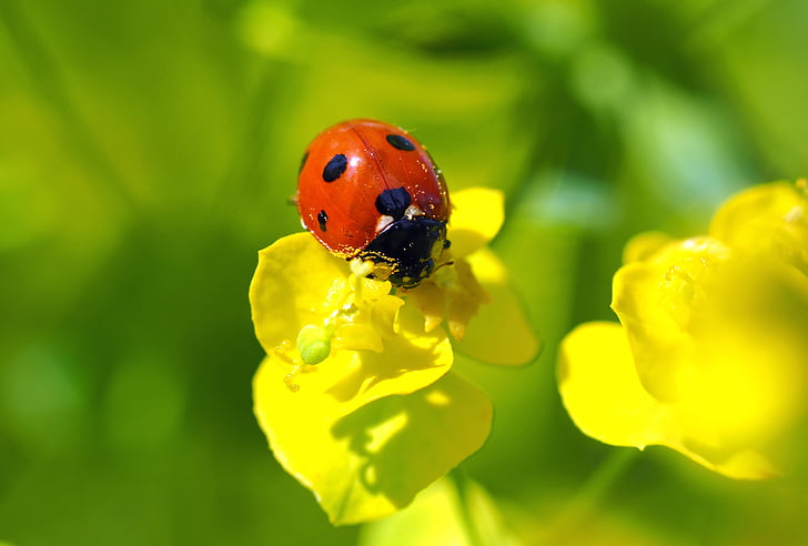 seven-spot ladybird on yellow flower in macro photography