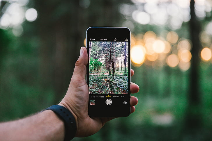 person holding smartphone taking photo of a tree