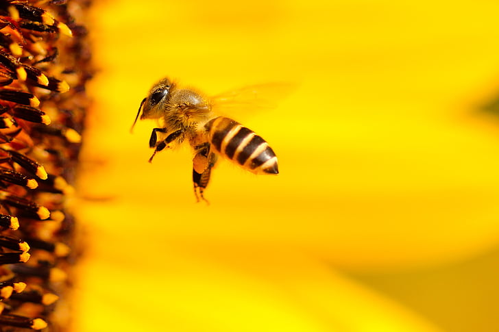 macro shot photography of honey bee near flower