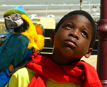 yellow and blue parrot on boy's shoulder