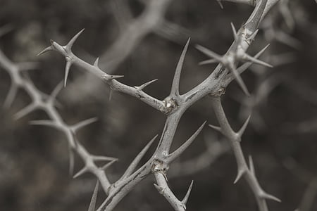 photo of gray thorn branch