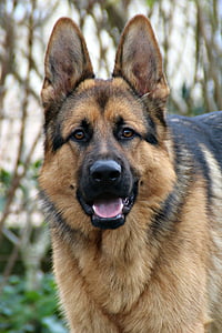 close up photography of brown and black German shepherd