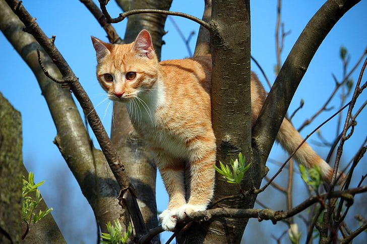 orange Tabby cat on tree branch during daytime