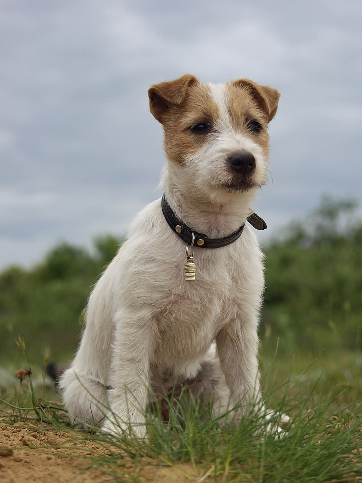 selective focus photo of Parson Russell terrier puppy on grass