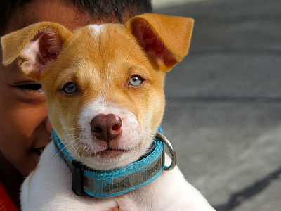 closeup of short-coated white and brown puppy wearing blue collar