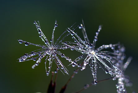 close photo of snowflakes