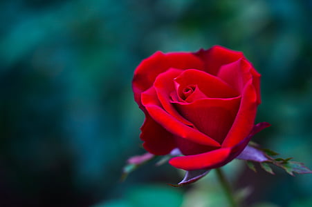 red rose in tilt shift lens photography