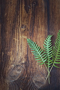 photography of green leaves on brown wooden board